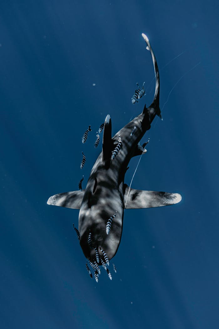 An overhead view of a shark and a school of small fish swimming gracefully underwater.