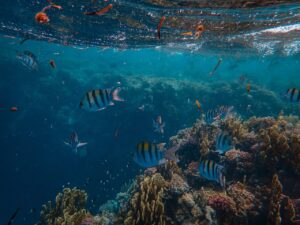 Colorful underwater scene featuring coral reef and diverse fish in a clear ocean setting.