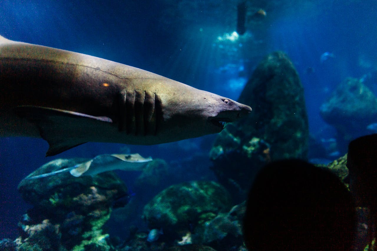 Requin lutin nageant dans les profondeurs marines, avec sa peau rosée et sa mâchoire proéminente.