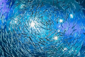 Mesmerizing view of swirling fish school showcasing vivid marine life underwater.
