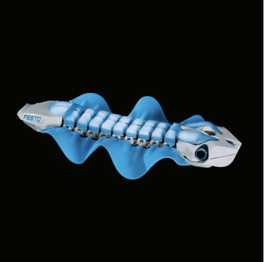 Schéma du squelette requin lutin