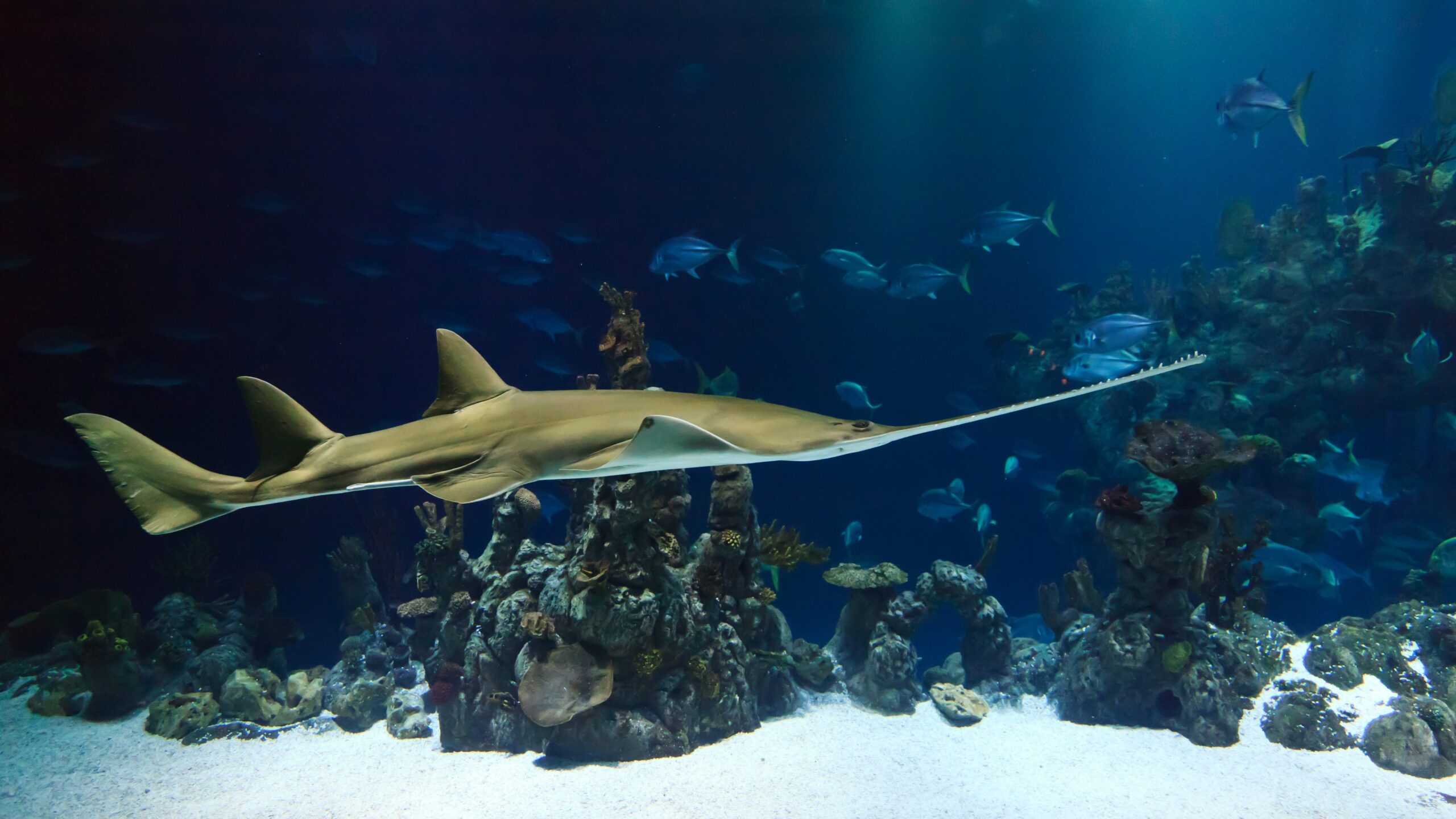 un requin qui se trouve dans l'océan.